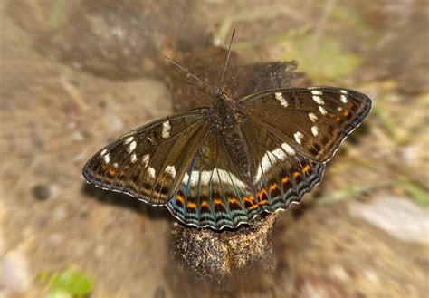 Butterfly Insect Black Nature Free Photo On Pixabay Pixabay