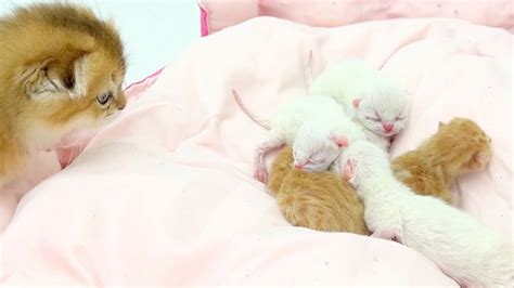 The Newborn Kittens Are Safe Under Leos Care Youtube