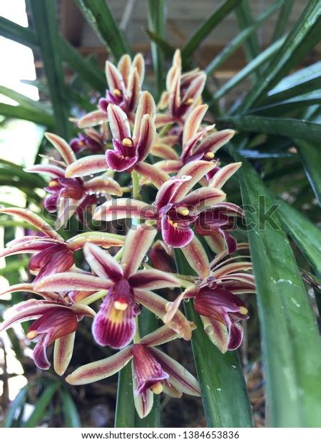 Bouquet Cymbidium Finlaysonianum Orchidaceae Habitat Beautiful Stock