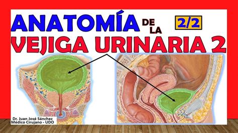 Anatomia Humana De La Vejiga Urinaria Con Las Etiquetas Detalladas Images