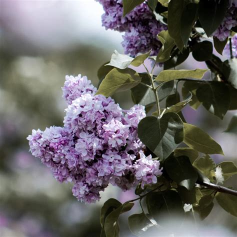 Lilac Breeze Fragrance Oil Scented Nest