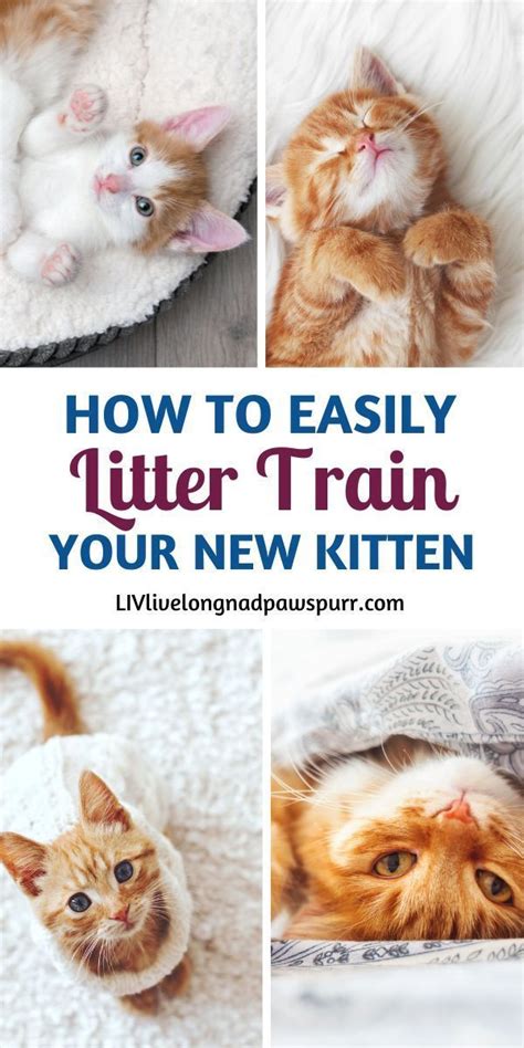 How To Train Kittens To Use The Litter Box Litter Training Best Cat