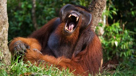 What orangutan noises can tell us about human speech | Popular Science