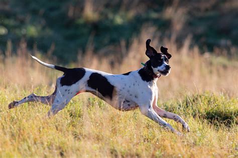 Pointer Pictures and Informations - Dog-Breeds.com