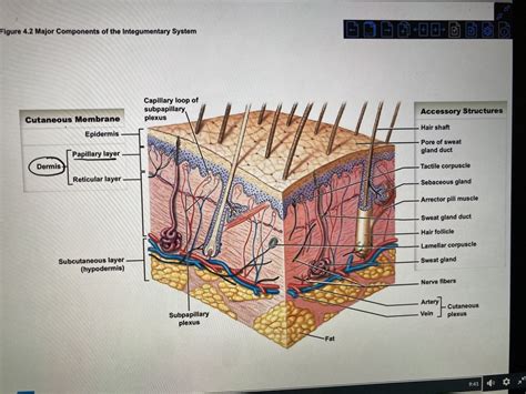 Subcutaneous Layer Diagram Quizlet