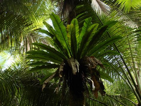 Birds Nest Fern How To Grow And Care For Asplenium Species Epic