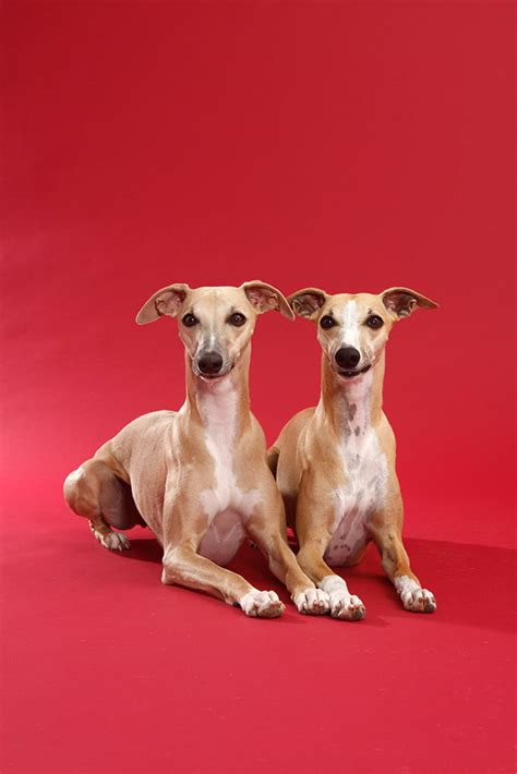 Whippet