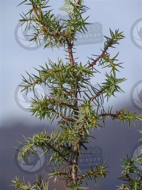 Juniperus Communis Common Juniper Leaf Leaf Juniperus Communis