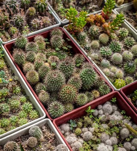 Cuidados Y Recomendaciones Suculentas Suculentas Cactus Y Plantas