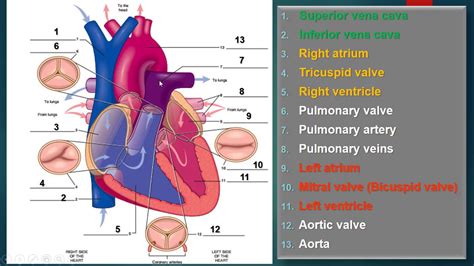 Terminology Of Cardiovascular Youtube