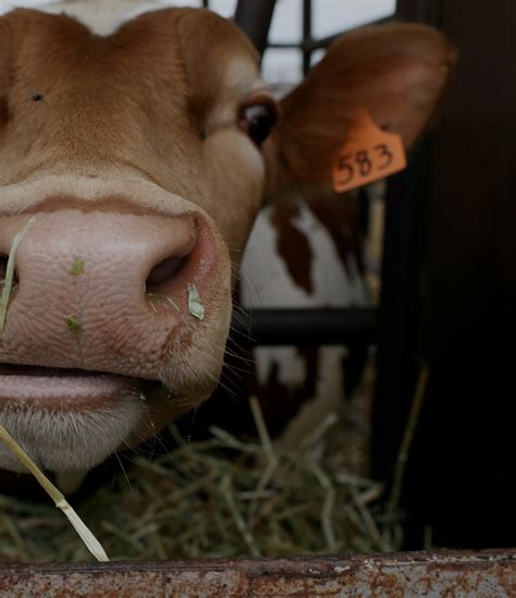 Scientists Are Using Seaweed to Reduce Methane Emissions in Cow Farts