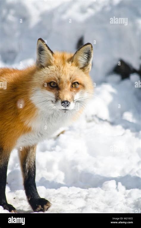 A Red Fox Scientific Name Vulpes Vulpes In The Snow Stock Photo Alamy