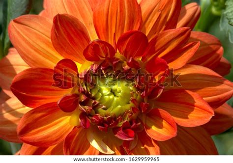 Dahlia Declared National Flower Mexico 1963 Stock Photo 1629959965