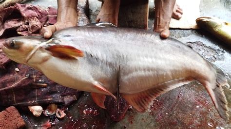 Never Seen Amazing Big Pangasius Fish Cutting Skills By An Experts