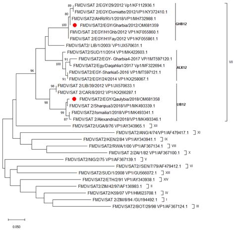 Phylogenetic tree based on VP1 gene using the neighbor-joining method ...