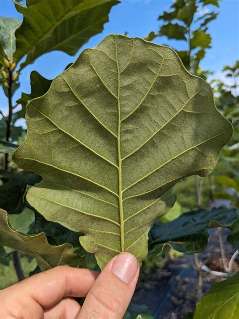 Swamp White Oak Quercus Bicolor Great Plains Nursery