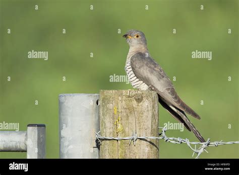 Common Cuckoo UK Stock Photo - Alamy