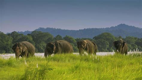 Wildlife of Nepal and Conservation | TransIndus