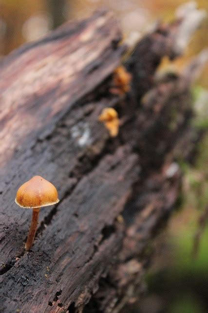 Pilz Wald Natur Kostenloses Foto Auf Pixabay Pixabay