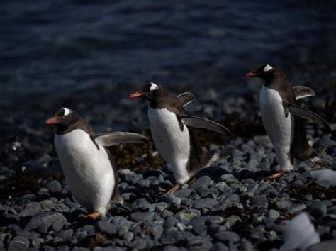 Pictures Show How Climate Change Is Decimating the Chinstrap Penguins
