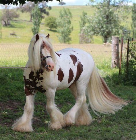 Pin By Litsa Larson On Horses With Beautiful And Cool Hair Cute