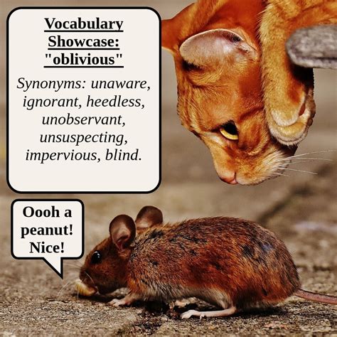 Synonyms For Oblivious Vocabulary Showcase — Wright English