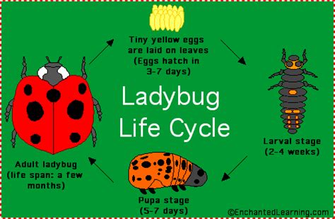 Kindergarten Adventures: Ladybug Life Cycle