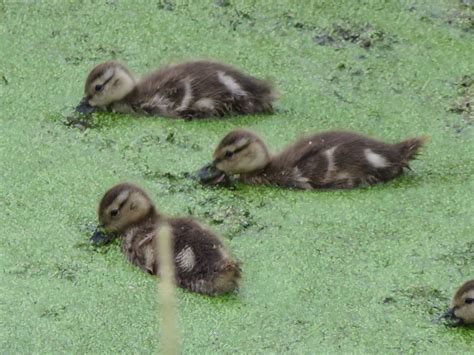 Gadwall ducklings at Ridgefield Wildlife Refuge.