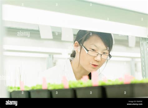 Female Scientist Looking At Plant Sample In Greenhouse Lab Stock Photo