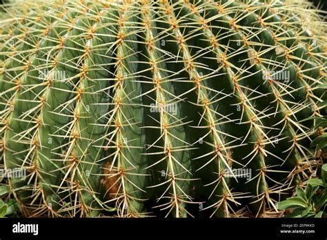 Barrel Cactus closeup. Found in the deserts of Southwestern North ...