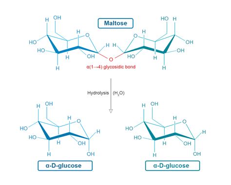 Maltose Sugar Formula Structure Hydrolysis Sources