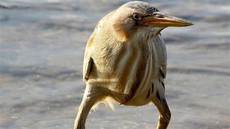 Long-legged bird in Photoshop battle is having a doozy of a day | Mashable