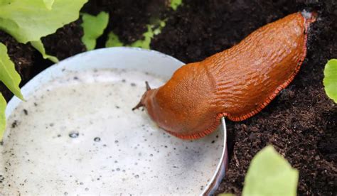 Stop Slugs On Hostas Here S How To End The Menace