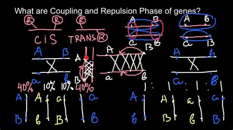 What Are Coupling And Repulsion Phase Of Genes Youtube