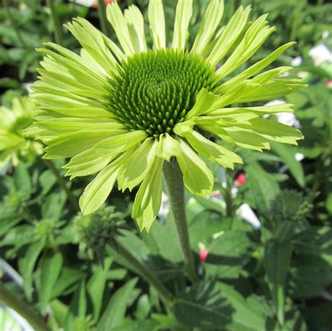 Green Jewel Coneflower Van Wilgen S Garden Center