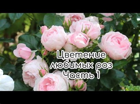 Цветение любимых роз в июльском саду. Часть 1. Флорентина, Ханс ...