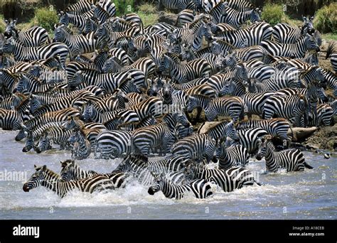 Zebras Crossing Mara River On Migration Kenya Africa Stock Photo Alamy