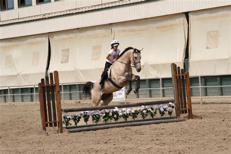 Buckskin Gelding Jumping by HorseStockPhotos on DeviantArt