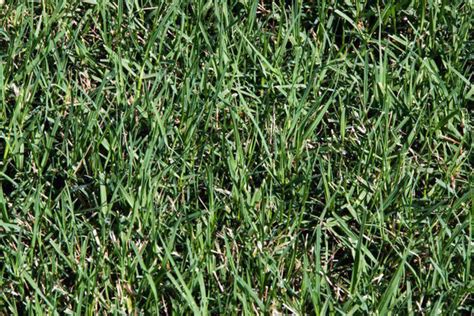 Blackjack Bermuda Grass Seed