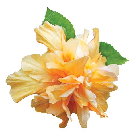 Hibiscus Flowers Png Image Beautiful Hibiscus Flower Image Jobaful