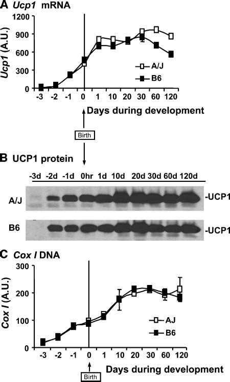 Development Of IBAT In A J And B6 Mice Uncoupling Protein 1 Ucp1