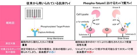 リン酸化パスウェイの活性化度を網羅的に可視化！ リン酸化アレイ解析受託サービス Phospho Totum フナコシ