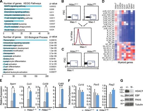 Prob Cells From Hdac7 Deficient Mice Express Genes From Alternative