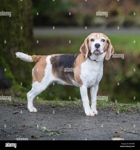 Beagle family hi-res stock photography and images - Alamy