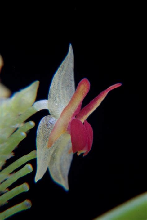 Lepanthes Droseroides Wiel Driessen Flickr