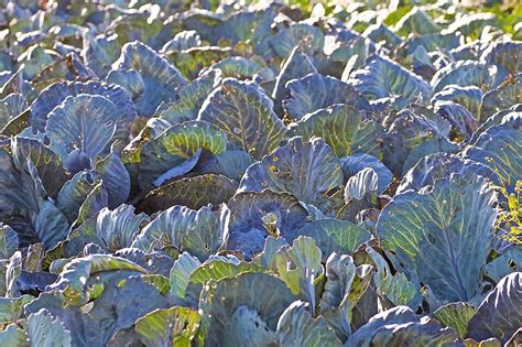 Fondo Cultivo Biol Gico De Fila De Cultivo De Hojas De Col Rizada Foto