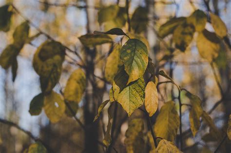 Close-up Photo of Green Leaves · Free Stock Photo