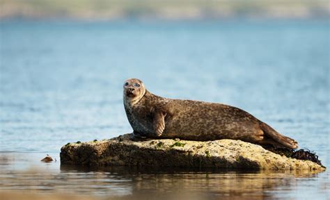 Planning A Trip To Shetland The Ultimate Guide