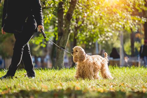 Cavalier King Charles Spaniel vs Cocker Spaniel: What's The Difference ...