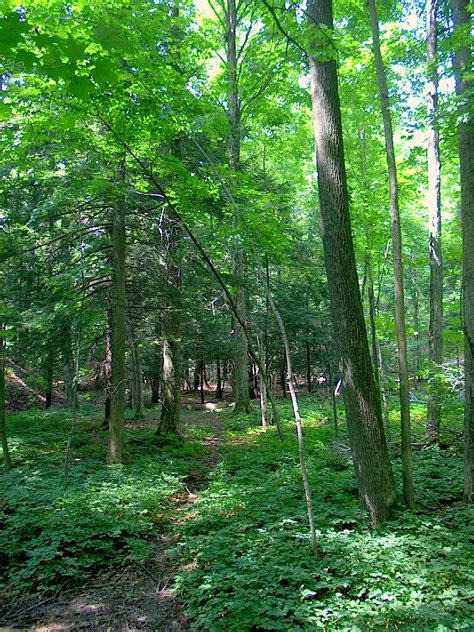 klamberg woods conservation area 6